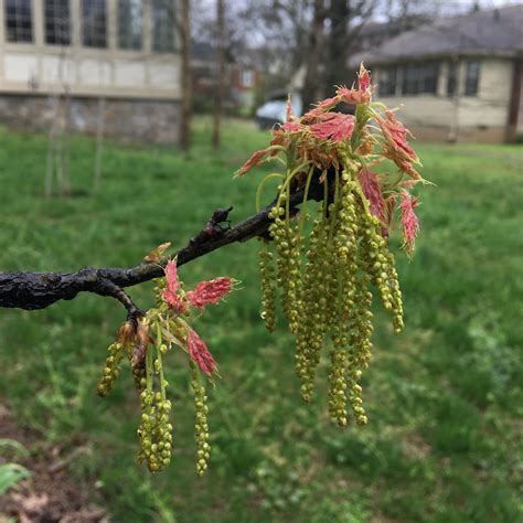 How Oak Trees Can Hybridize To Form New Varieties — Nashville Tree ...