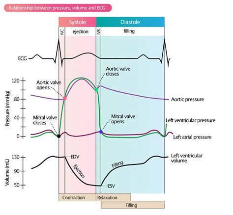 Ventricular Pressure-Volume Relationship: Preload, Afterload, Stroke ...