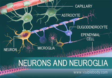 Neurons