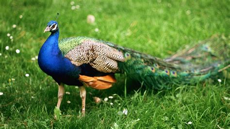 Peacock Bird wallpaper | 1920x1080 | #13942