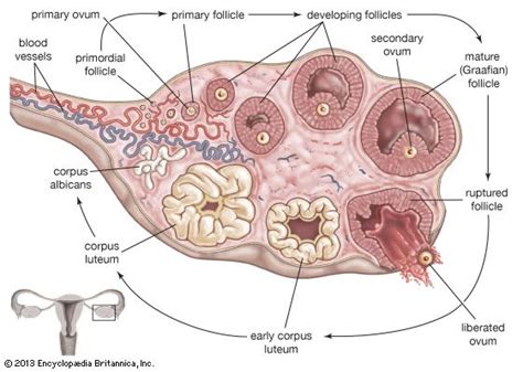 Ovulation | physiology | Britannica.com