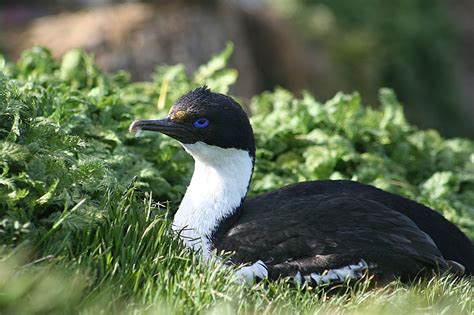 Shag Bird Cormorant - Free photo on Pixabay - Pixabay