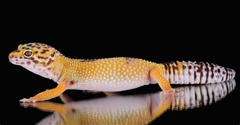 Leopard Gecko Size: How Big Does a Leopard Gecko Get? - A-Z Animals