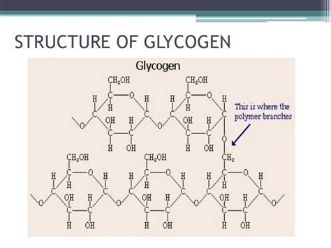 Glycogen Function - Image to u