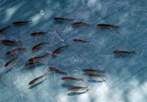 Free Images : pond, underwater, aquatic, fish, dharwad, fauna, india ...