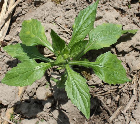 Annual Fleabane | Weed identification guide for Ontario crops | ontario.ca