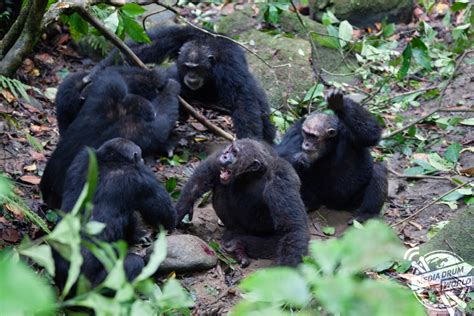 Images Show Chimpanzees Dethroning Their Alpha Male in Vicious Attack ...