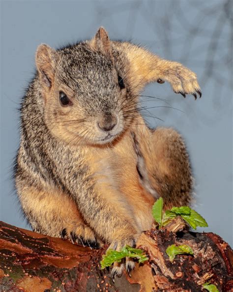 Did You Know? When Squirrels Jump, They Land Like Superheroes!