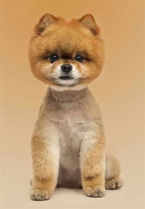 pomeranian haircuts pictures - Haircuts Models Ideas