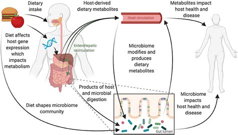 Frontiers | A Guide to Diet-Microbiome Study Design