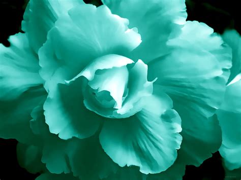 Teal Green Begonia Floral Photograph by Jennie Marie Schell - Pixels