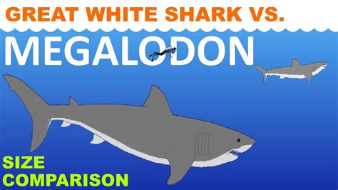 Megalodon vs Great white shark - Size Comparison - Animated - YouTube