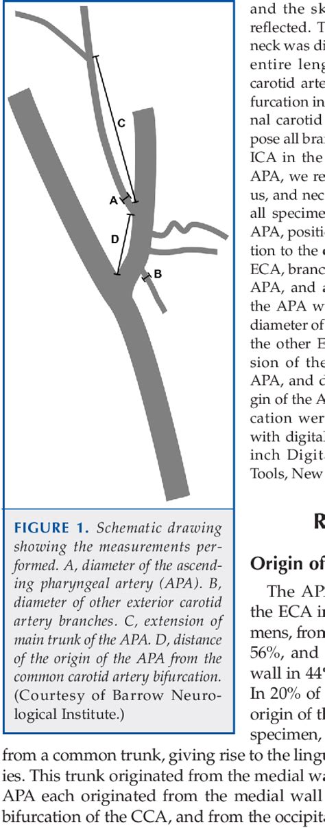 Structure of ascending pharyngeal artery | Semantic Scholar