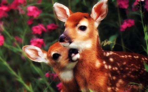 A Doe, A Deer - Flora and Fauna Wallpaper (18591408) - Fanpop - Page 4