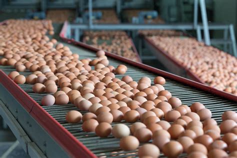 USDA Reduces Oversight of Egg Industry - Modern Farmer