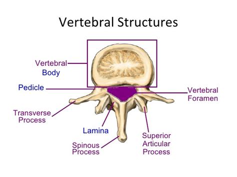 Lamina Anatomy - Anatomy Drawing Diagram