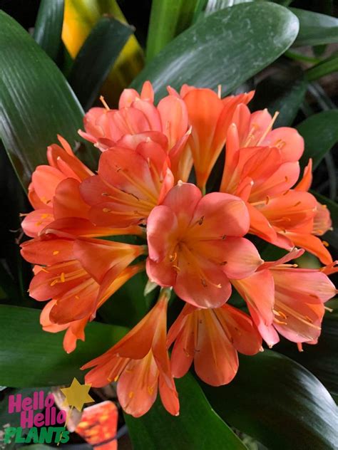 Clivia miniata Dwarf - Hello Hello Plants