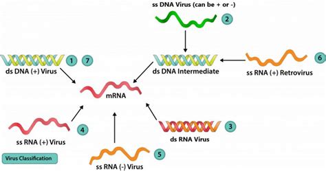 The Viruses – General Microbiology