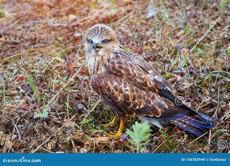 Close-up Portrait of a Bird of Prey Nestling in Its Natural Habitat ...