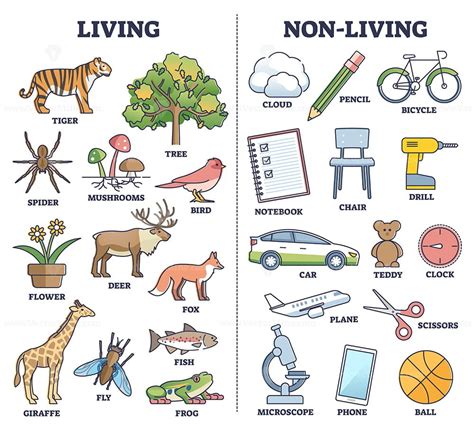 Living vs non living things comparison for kids teaching outline diagram - VectorMine