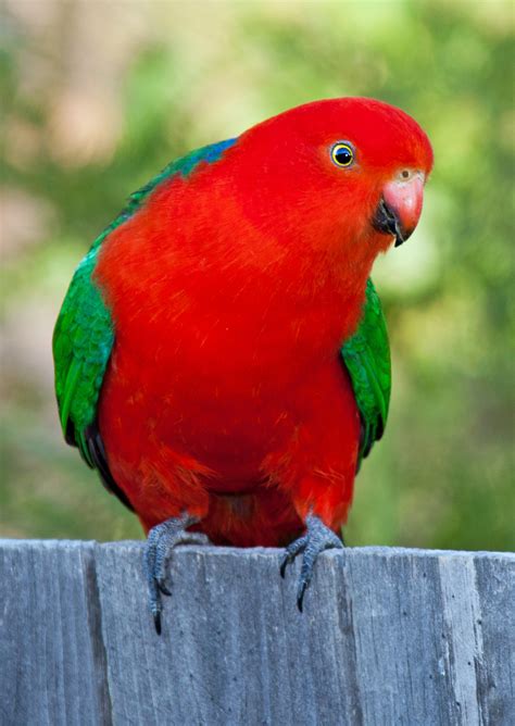 Australian King-Parrot (Alisterus scapularis)