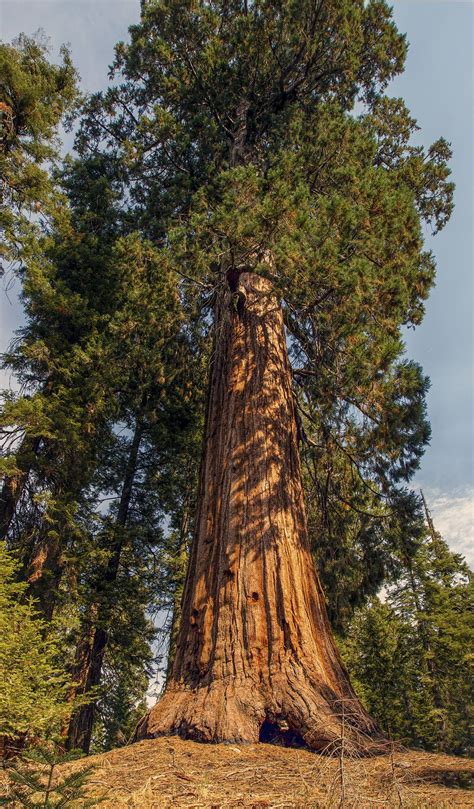 The General Sherman Tree in 2021 | General sherman tree, Sherman tree, General sherman