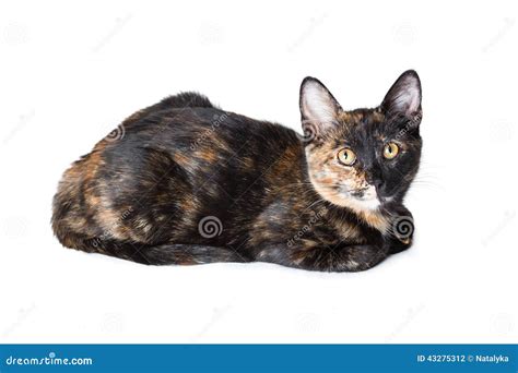 Young tricolor cat stock photo. Image of hair, pretty - 43275312