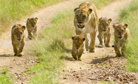 Gir Forest National Park Travel Guide • The Art of Travel: Wander, Explore, Discover : The Art ...