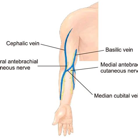 Veins and cutaneous nerves in the antecubital fossa. Median cubital... | Download Scientific Diagram