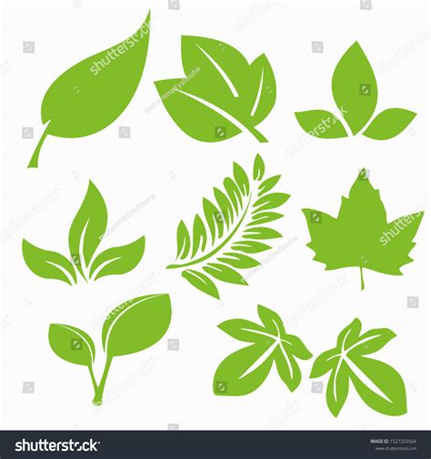 Types Leaf Shapes Simple Vector Illustration Stock Vector (Royalty Free ...