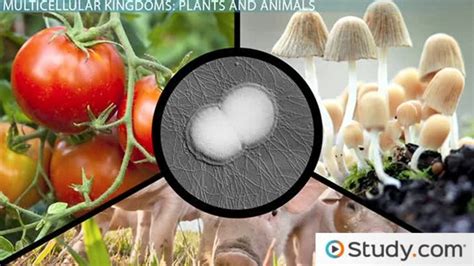 Multicellular Organism: Examples & Definition - Video & Lesson Transcript | Study.com