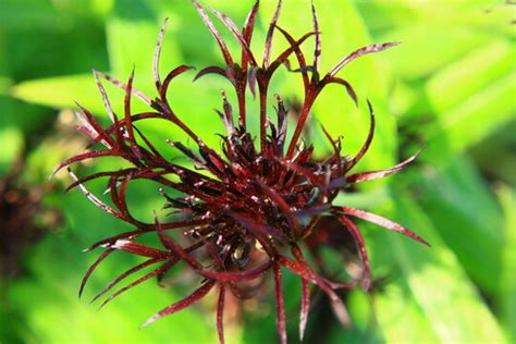 "Perennial Cornflower" Images – Browse 1,485 Stock Photos, Vectors, and Video | Adobe Stock