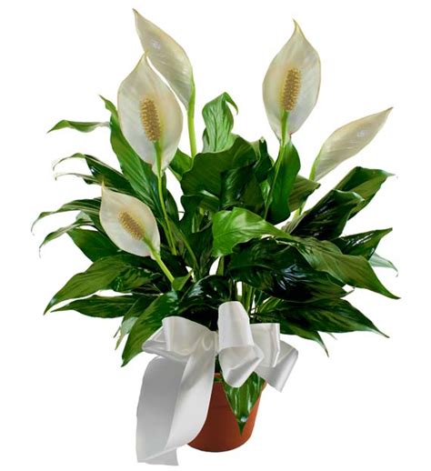 Sympathy Peace Lily Plant | Avas Flowers