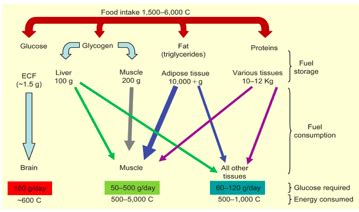 glucose homeostasis- fed, fast, and exercise Flashcards | Quizlet