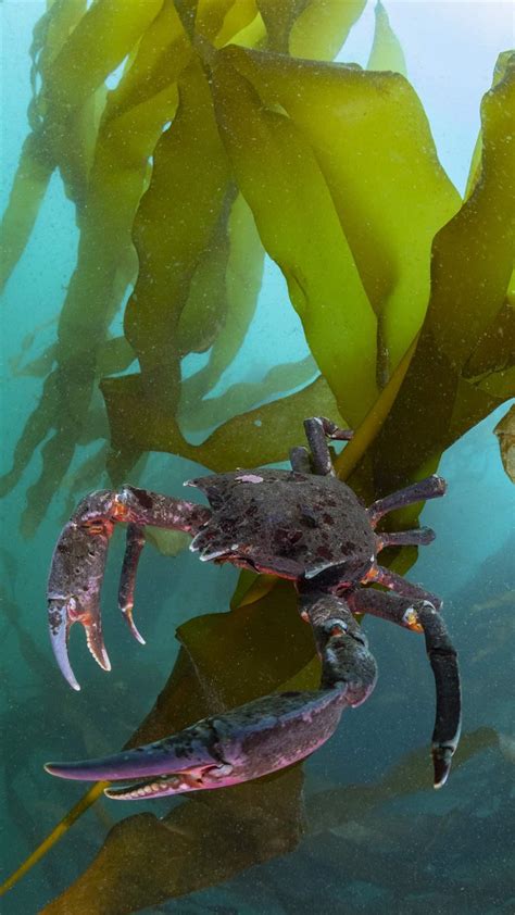 California Should Protect Imperiled Bull Kelp | The Pew Charitable Trusts