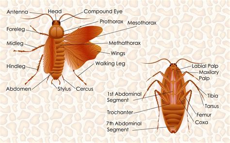 Structural Organisation in Animals Class 11 Notes PDF - Leverage Edu