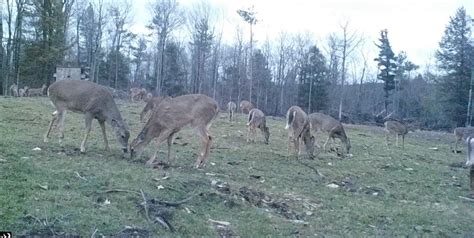 Whitetail Deer Food Plots and How to Prep Them