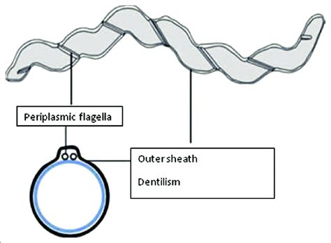 Structure of Treponema denticola | Download Scientific Diagram