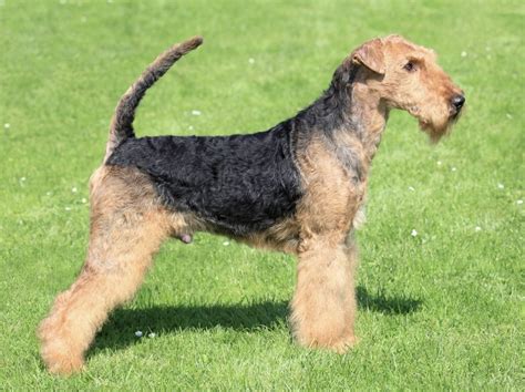 Airedale Terrier Puppies for Sale | New York Dog Nanny