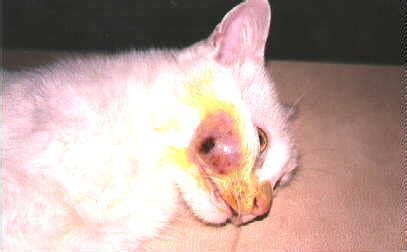 cat abscess wound treatment