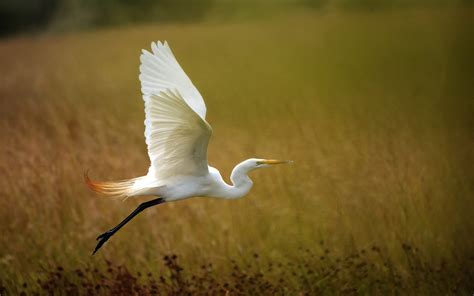 Wallpaper White heron flying, grass 2560x1600 HD Picture, Image