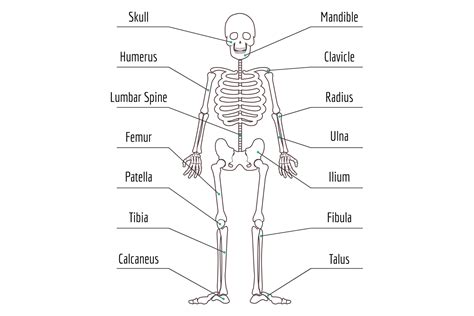 Human Bone Structure. Skeleton Anatomy M Graphic by vectortatu ...