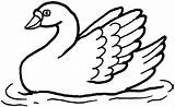 Beautiful Swan Coloring Pages Sketch Coloring Page sketch template