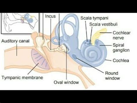 Visual Anatomy 視覚解剖学