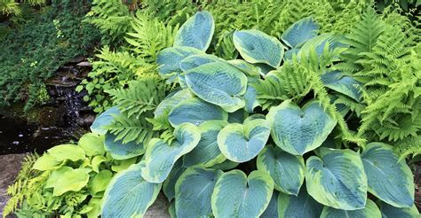 10 Perennial Shade Plants with Fabulous Foliage