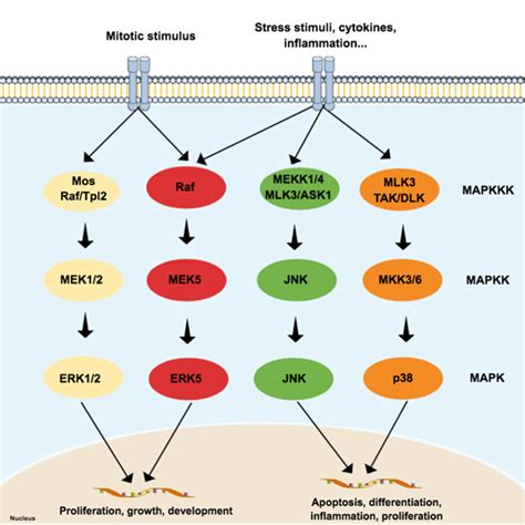 Mitogen-Activated Protein Kinases (MAPKs) | Encyclopedia MDPI