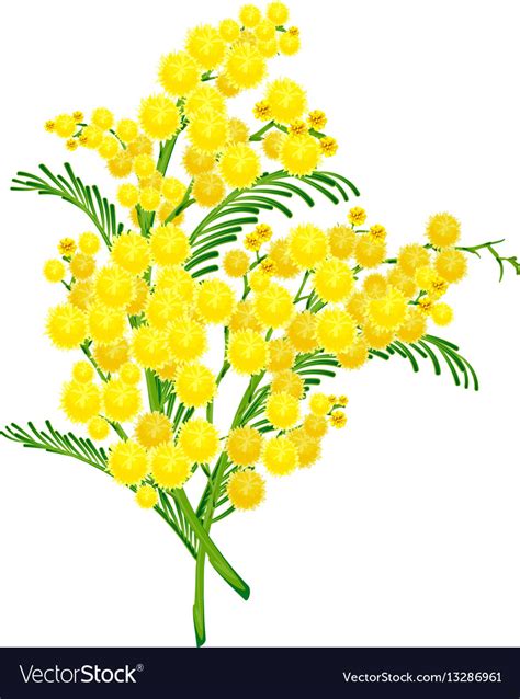 Acacia Flower Drawing