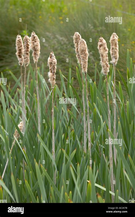 Bulrushes Reedmace in wildlife pond Stock Photo - Alamy