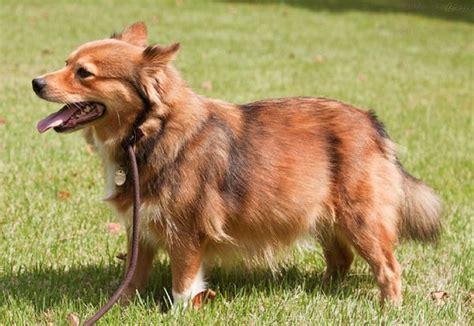 Corgi/Sheltie ah its my two favorite dogs combined!!! Corgi Cross ...