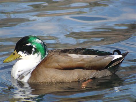 Confusing Domestic Ducks